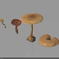 Different Types of Colorful Mushrooms With Unique Shapes And Textures On Black Background