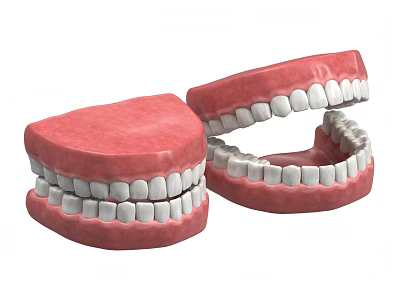 Realistic Human Dental Jaw Models With Upper And Lower Teeth Structure 3d model