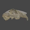 Detailed Animal Skull Specimen With Natural Bone Structure And Texture