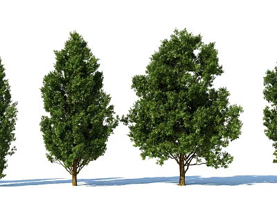 Arbor Varieties With Green Foliage And Tree Trunks For Landscape Design 3d model