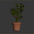 Green Succulent Plant In Terracotta Pot With Branched Stem And Smooth Surface