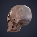 skull human skull fossil skull fossil skull head fossil 3d model