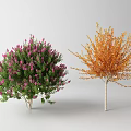 Two Arbor Trees Featuring Pink Flowers Green Leaves And Orange Foliage With Slender Trunks