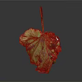 Wilted Plant Leaf with Green and Purple Hues Visible Veins on Dark Background