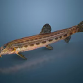 Brown Spotted Aquatic Fish With Elongated Body And Fins On Blue Background