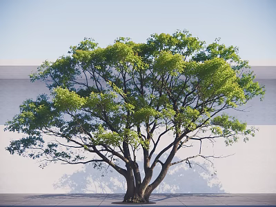 Lush Green Arbor With Thick Trunk And White Wall Background Under Blue Sky 3d model