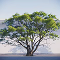Lush Green Arbor With Thick Trunk And White Wall Background Under Blue Sky