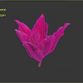 Pink Lily Flower With White Edged Petals And Yellow Stamens On Dark Background With Reflection