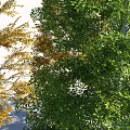 Trees With Green And Yellow Leaves And White Trunks On Light Background Collection