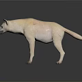Light Colored Hyena Standing In Natural Posture On White Background