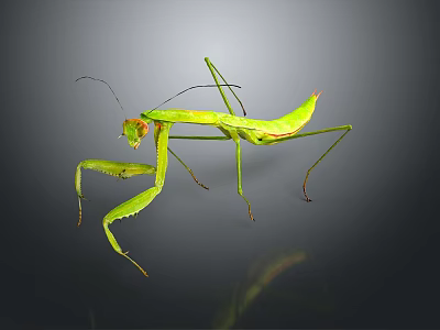 Green Praying Mantis With Long Legs And Distinctive Posture On Dark Background 3d model
