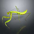 Green Praying Mantis With Long Legs And Distinctive Posture On Dark Background