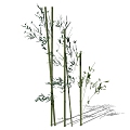 Bamboo 3d model