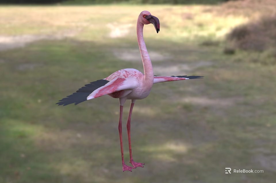 Pink Flamingo With Spread Black Wings Standing On Green Grassland Natural Habitat 3d model 
