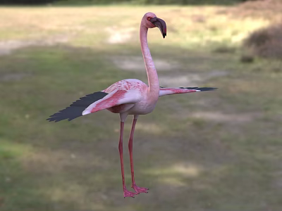 Pink Flamingo With Spread Black Wings Standing On Green Grassland Natural Habitat 3d model