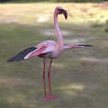 Pink Flamingo With Spread Black Wings Standing On Green Grassland Natural Habitat