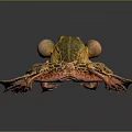 Yellow Green Spotted Frog With Inflated Vocal Sacs On Dark Background