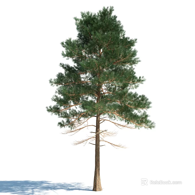 Tall Evergreen Arbor With Dense Green Foliage And Straight Trunk 3d model 