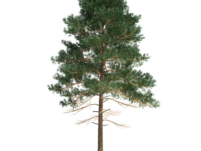 Tall Evergreen Arbor With Dense Green Foliage And Straight Trunk 3d model