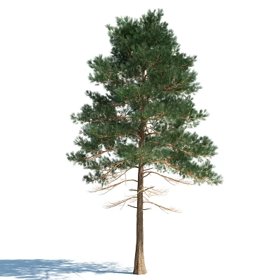 Modern Pine 3d model