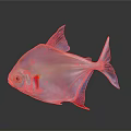 Transparent Fish with Blue Fins Red Accents and Shiny Body on Gray Background