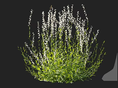 Lush Green Foliage With White Flowers Garden Plant In Natural Growth 3d model