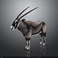 Oryx Antelope With Long Horns Standing On Dark Background Showing White Face And Reflection