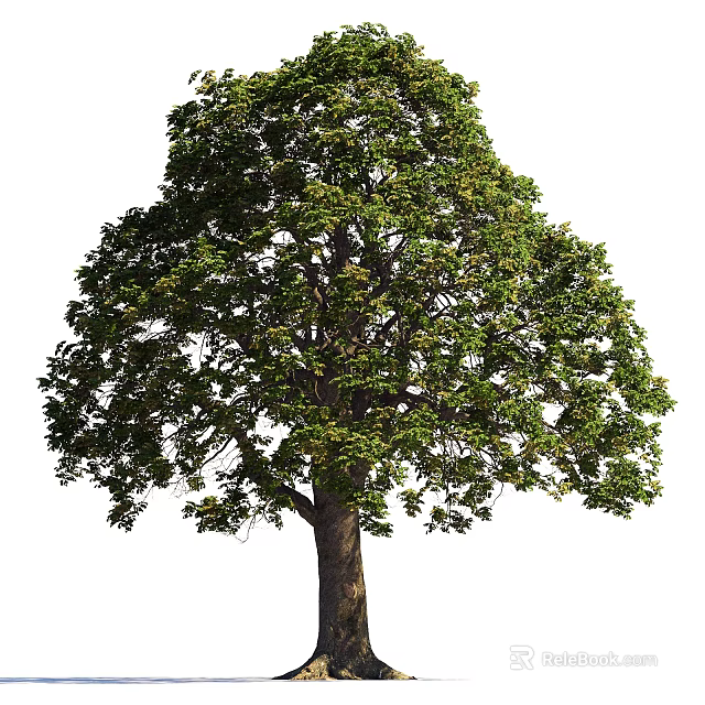 Arbor With Lush Green Foliage And Strong Trunk In Natural Setting 3d model 