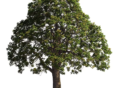 Arbor With Lush Green Foliage And Strong Trunk In Natural Setting 3d model