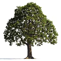 Arbor With Lush Green Foliage And Strong Trunk In Natural Setting