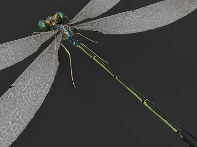 Detailed View of Dragonfly with Transparent Wings Green Body and Compound Eyes 3d model