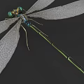 Detailed View of Dragonfly with Transparent Wings Green Body and Compound Eyes