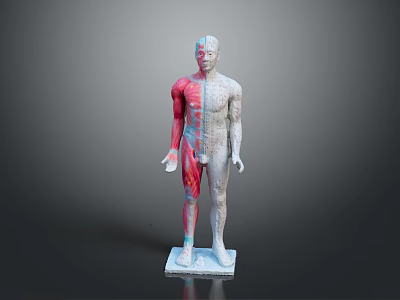 Human Body Model Showing Anatomical Organs And Hair Structure Left Right Comparison 3d model