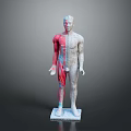 Human Body Model Showing Anatomical Organs And Hair Structure Left Right Comparison