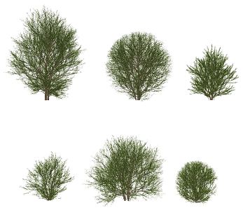 modern shrub juniper shrub 3d model