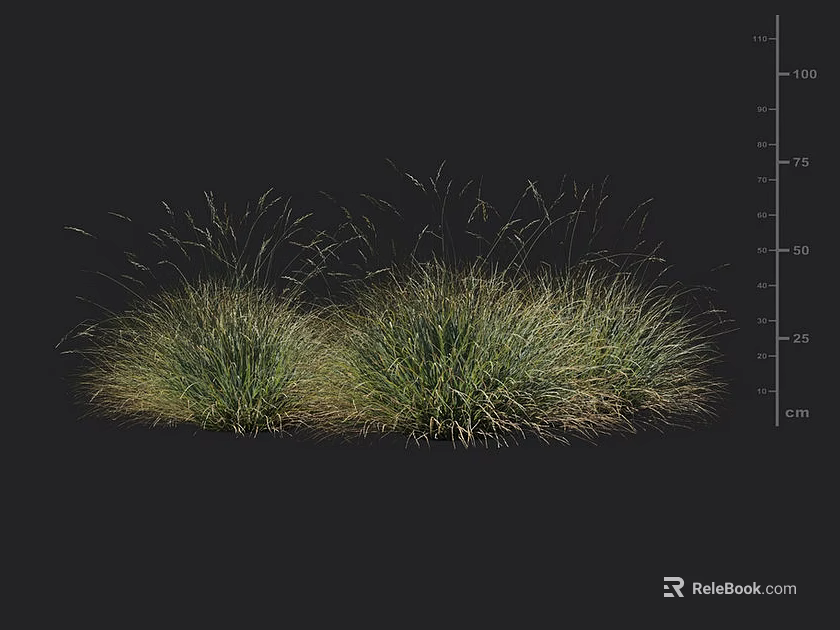 Ornamental Grasses with Clump Forming Green Foliage and Slender Leaves for Garden Landscaping 3d model 