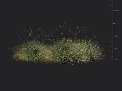Ornamental Grasses with Clump Forming Green Foliage and Slender Leaves for Garden Landscaping 3d model