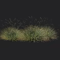 Ornamental Grasses with Clump Forming Green Foliage and Slender Leaves for Garden Landscaping
