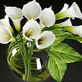 Transparent Glass Vase With White Calla Lilies And Green Leaves On Black Background