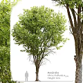 Decorative Garden Ornaments Featuring Various Trees For Outdoor Landscape Design