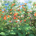 Vibrant Orange Flowers With Lush Green Leaves In Sunlit Natural Garden Space