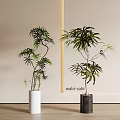 Wabi Sabi Style Indoor Bonsai Potted Plants With White And Dark Planters And Lush Foliage