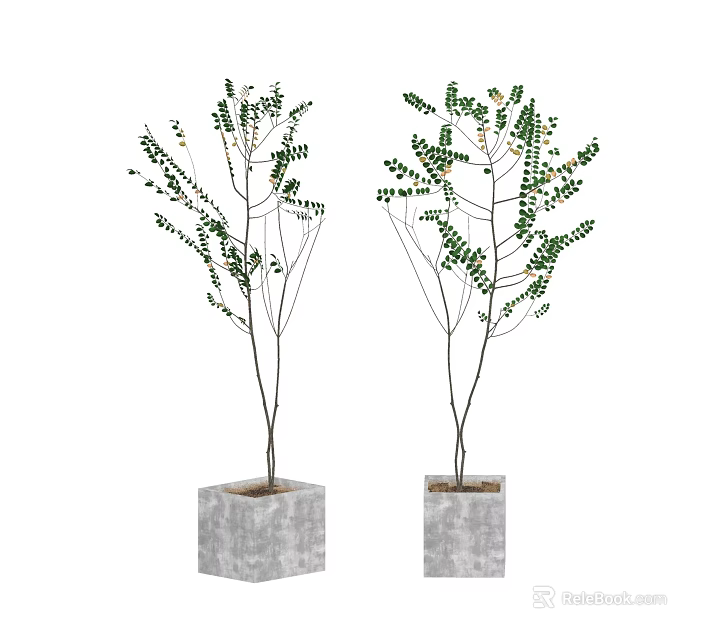 Two Decorative Bonsai Plants in Square Gray Concrete Pots with Slender Stems and Green Leaves 3d model 