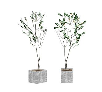 Modern potted green plant bonsai plant combination 3d model