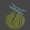 Blue and Black Dragonfly Perched on Branch with Green Reeds and Water Surface