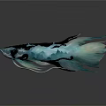 Two Colorful Fish With Blue Black White Patterns Elegant Fins Tails On Dark Reflective Background
