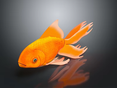 Orange Goldfish With Large Tail Fins On Black Background Showing Reflection 3d model