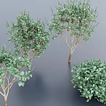 Green Leafy Bushes In Various Shapes With Natural Branch Details