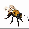 Detailed Yellow And Black Bee With Transparent Wings And Long Legs Close-up View
