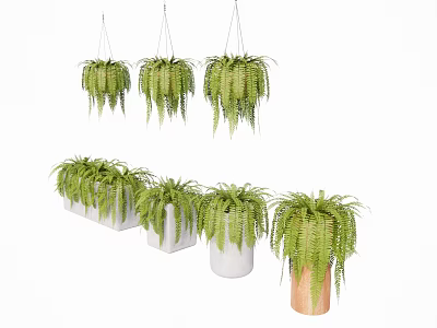 Hanging Basket Green Plants With Ferns In White And Wooden Planters For Indoor Decor 3d model